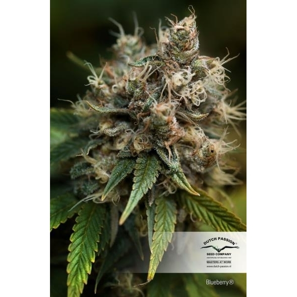 Blueberry (Dutch Passion) Feminiserade