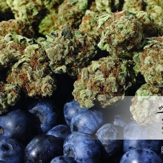 Blueberry (Dutch Passion) Feminiserade