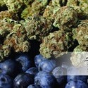 Blueberry (Dutch Passion) Feminiserade