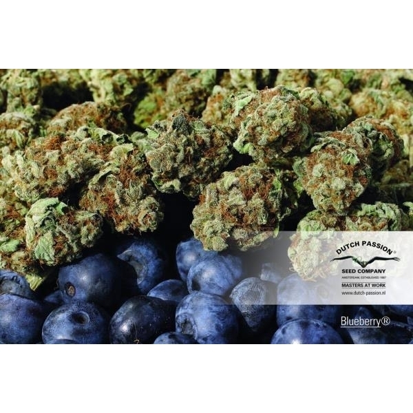 Blueberry (Dutch Passion) Feminiserade