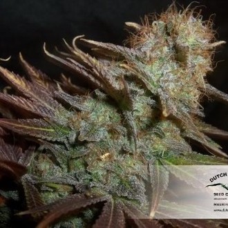 Blueberry (Dutch Passion) Feminiserade