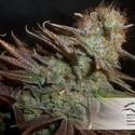 Blueberry (Dutch Passion) Feminiserade