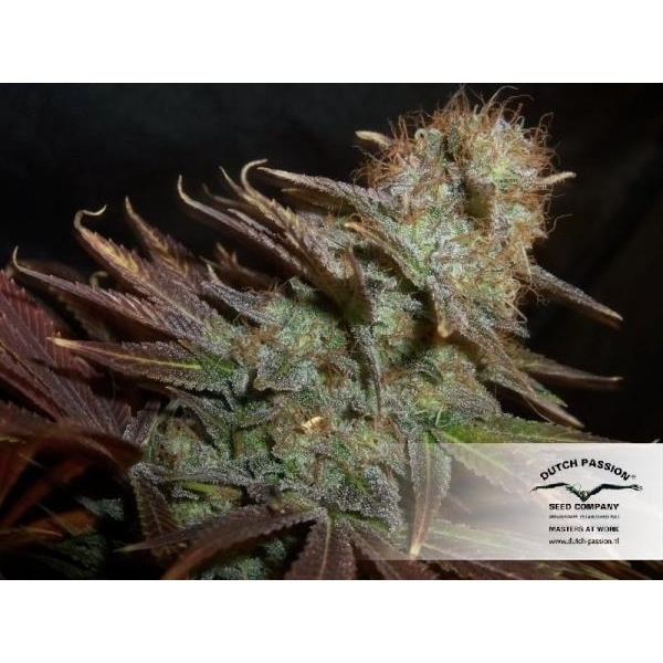 Blueberry (Dutch Passion) Feminiserade