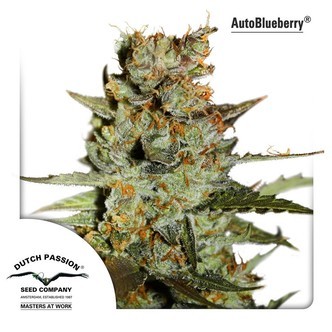 Autoblueberry (Dutch Passion) feminiserade cannabisfr&ouml;n