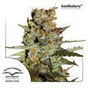 Auto Blueberry (Dutch Passion) Feminiserade