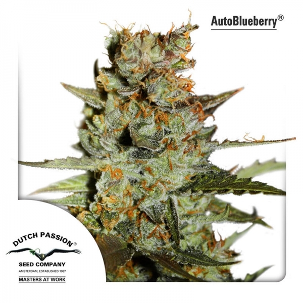 Auto Blueberry (Dutch Passion) Feminiserade