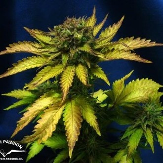 Auto Blueberry (Dutch Passion) Feminiserade