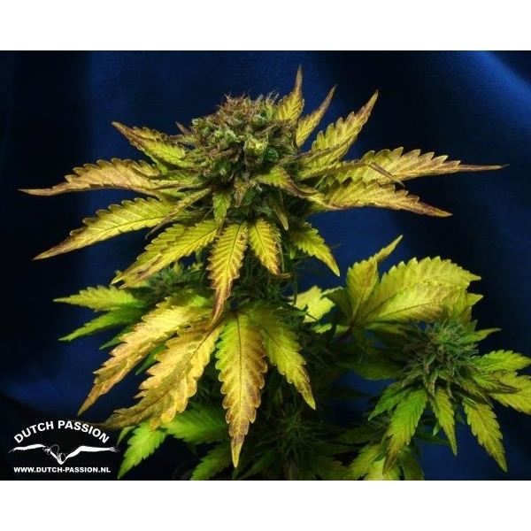 Auto Blueberry (Dutch Passion) Feminiserade