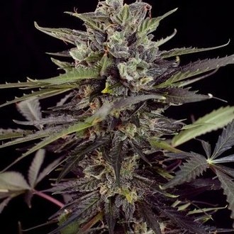 Auto Blueberry (Dutch Passion) Feminiserade
