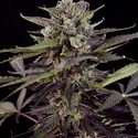 Auto Blueberry (Dutch Passion) Feminiserade