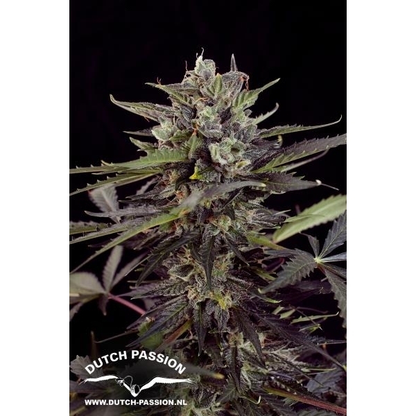 Auto Blueberry (Dutch Passion) Feminiserade