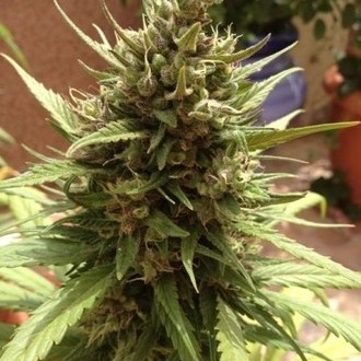Auto Blueberry (Dutch Passion) Feminiserade