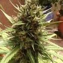 Auto Blueberry (Dutch Passion) Feminiserade