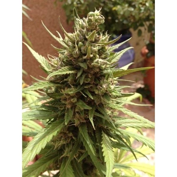 Auto Blueberry (Dutch Passion) Feminiserade