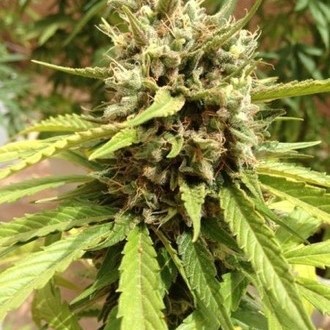 Auto Blueberry (Dutch Passion) Feminiserade