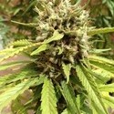 Auto Blueberry (Dutch Passion) Feminiserade