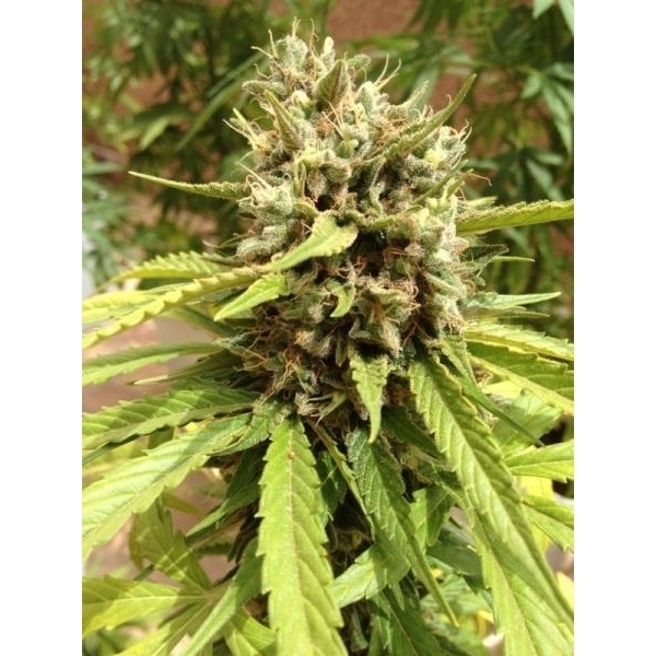 Auto Blueberry (Dutch Passion) Feminiserade