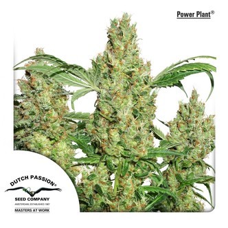 Power Plant (Dutch Passion) feminiserade cannabisfr&ouml;n