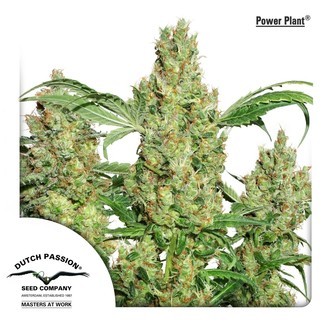 Power Plant (Dutch Passion) Feminiserade