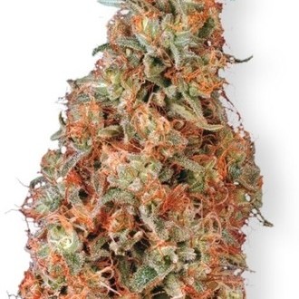 Power Plant (Dutch Passion) Feminiserade