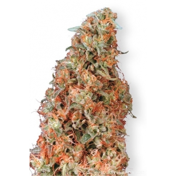 Power Plant (Dutch Passion) Feminiserade