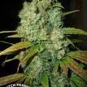 Power Plant (Dutch Passion) Feminiserade