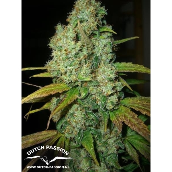 Power Plant (Dutch Passion) Feminiserade