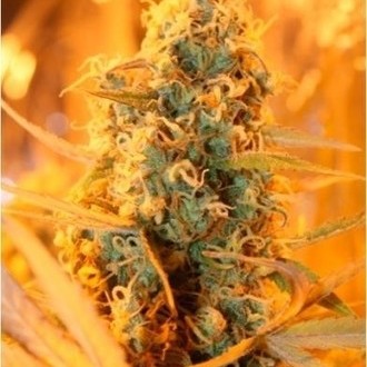Power Plant (Dutch Passion) Feminiserade