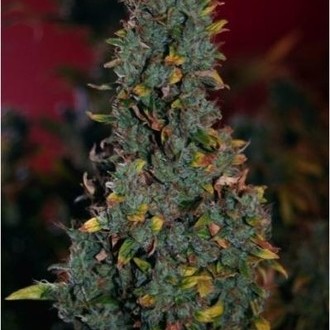 Power Plant (Dutch Passion) Feminiserade