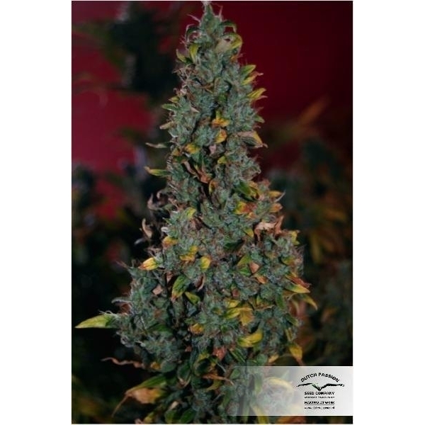 Power Plant (Dutch Passion) Feminiserade