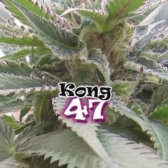 Kong 47 (Dr. Underground) Feminiserade