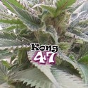 Kong 47 (Dr. Underground) Feminiserade