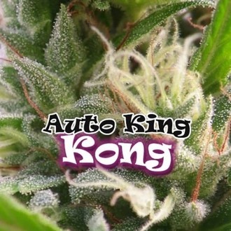 Auto King Kong (Dr. Underground) Feminiserade