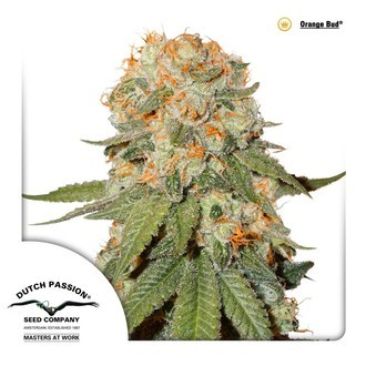 Orange Bud (Dutch Passion) Feminiserade