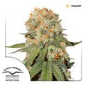 Orange Bud (Dutch Passion) Feminiserade