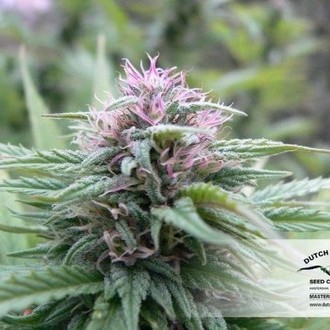 Orange Bud (Dutch Passion) Feminiserade