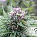 Orange Bud (Dutch Passion) Feminiserade