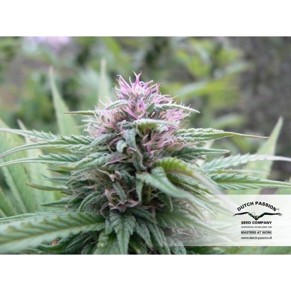 Orange Bud (Dutch Passion) Feminiserade
