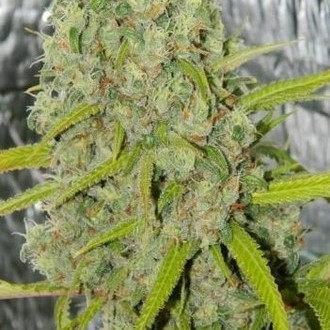 Orange Bud (Dutch Passion) Feminiserade