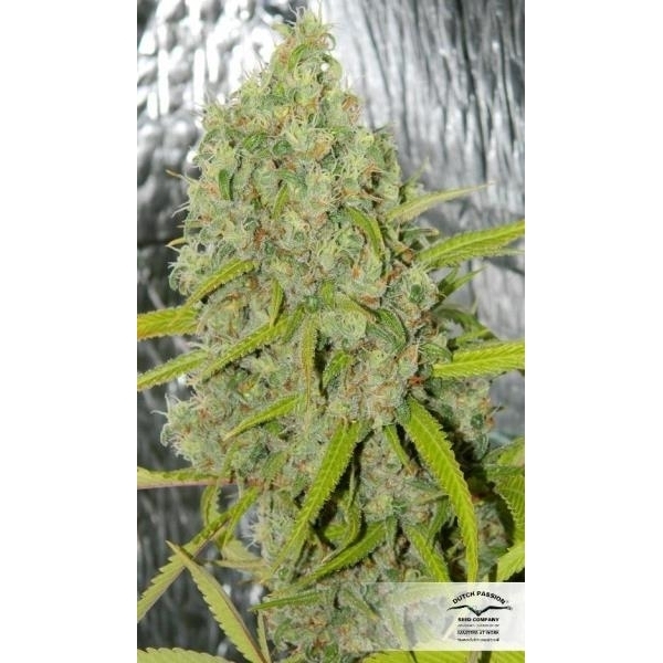 Orange Bud (Dutch Passion) Feminiserade