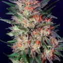 White Widow (Dutch Passion) Feminiserade
