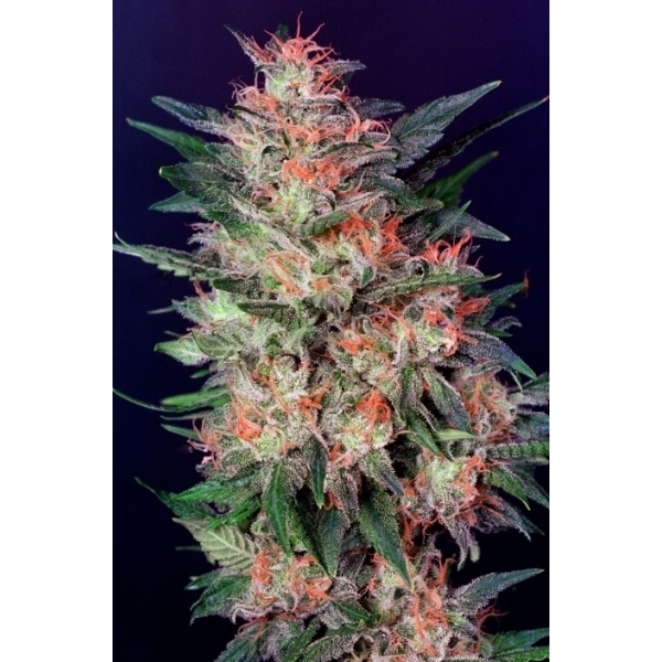White Widow (Dutch Passion) Feminiserade