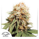 White Widow (Dutch Passion) Feminiserade