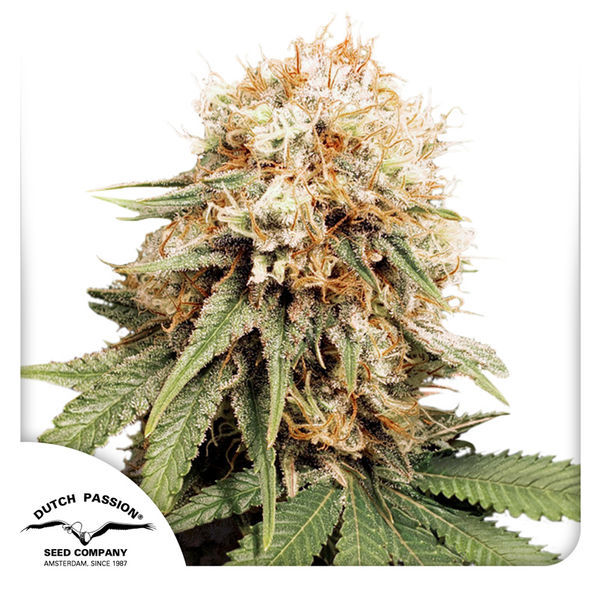 White Widow (Dutch Passion) Feminiserade