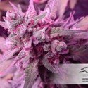 White Widow (Dutch Passion) Feminiserade