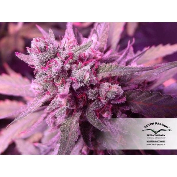 White Widow (Dutch Passion) Feminiserade