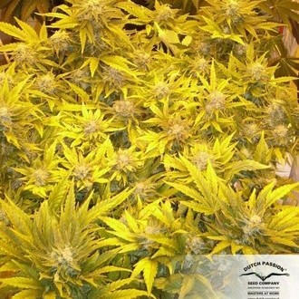 White Widow (Dutch Passion) Feminiserade