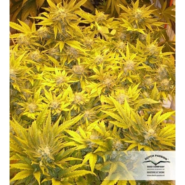 White Widow (Dutch Passion) Feminiserade