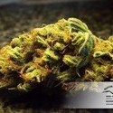 White Widow (Dutch Passion) Feminiserade