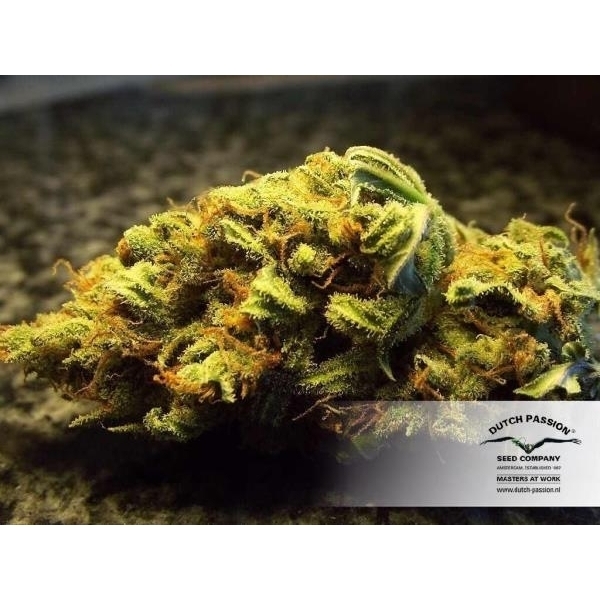 White Widow (Dutch Passion) Feminiserade